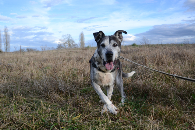 GUTCHO - x boxer 15 ans - Refuge de Bayonne (64) 2011-2-adopter-un-chien-gutcho