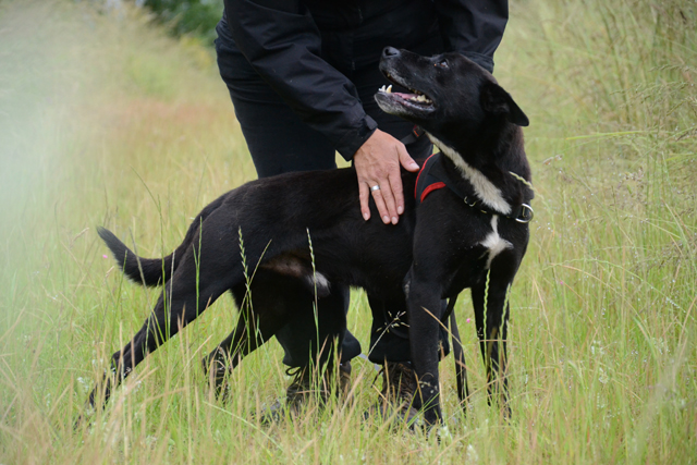 PEBROC - x labrador 6 ans - Refuge de Bayonne (64) 2107-2-adopter-un-chien-pebroc
