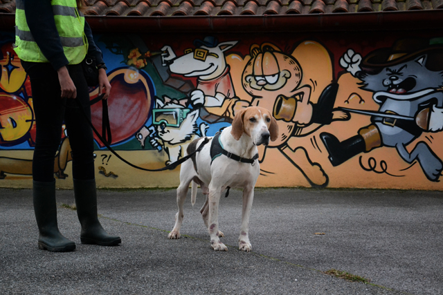 APIi - courant 8 ans - Refuge de Bayonne (64) 2194-2-adopter-un-chien-api