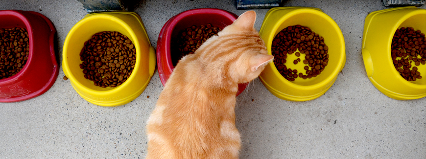 Interdiction de nourrir les chats errants ? C'est contraire à la loi ...