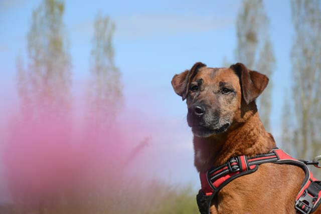 BESTIOLE - x berger 9 ans (7 ans de refuge)  Refuge de Bayonne (64) 1386-1-adopter-un-chien-bestiole