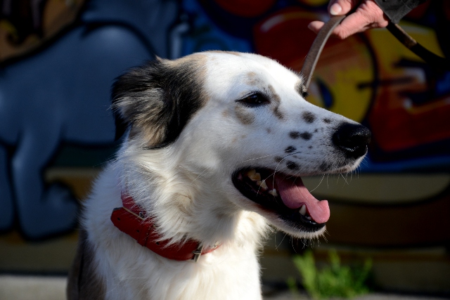 Adopter le chien Bandit