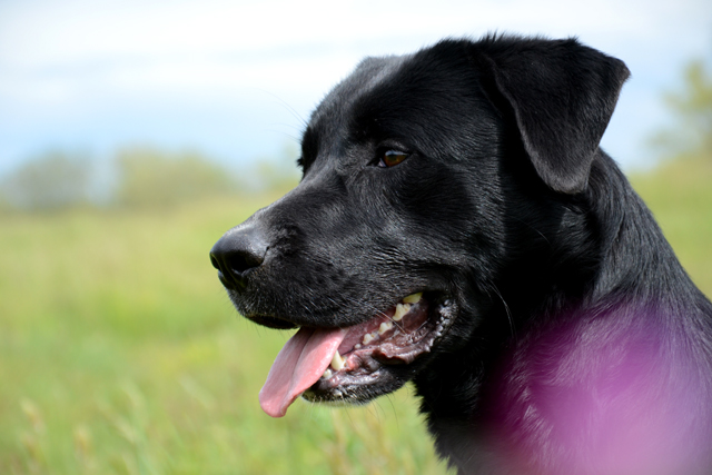 LENNY - x labrador 9 ans - (8 ans de refuge)  Refuge de Bayonne (64) 1681-1-adopter-un-chien-lenny