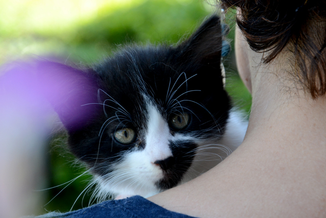 Chatons disponibles