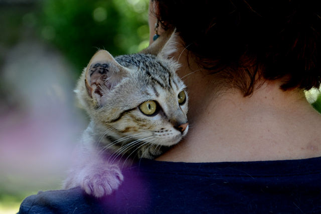 Chatons disponibles