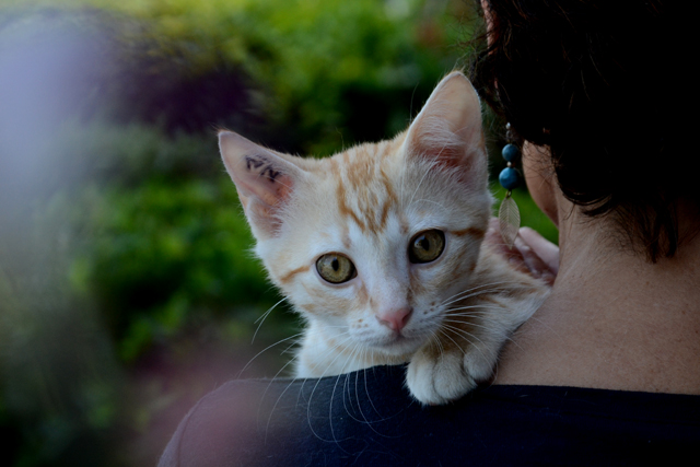 Chatons disponibles
