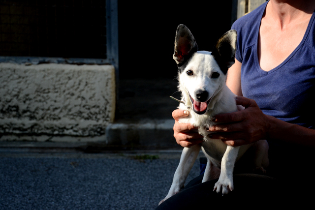 Adopter le chien Switch