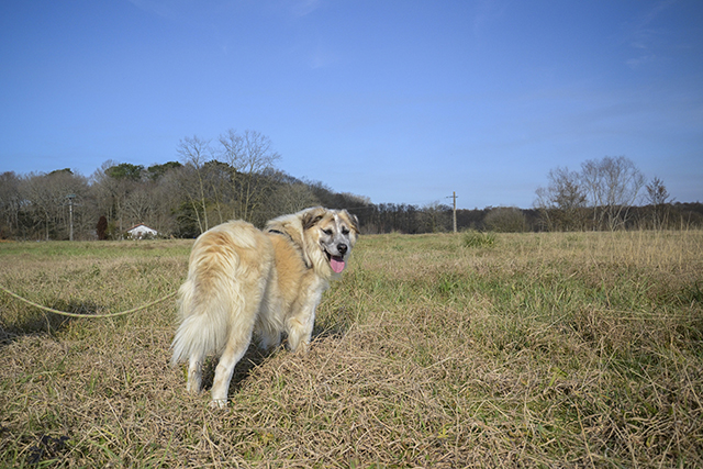 Adopter le chien Falco