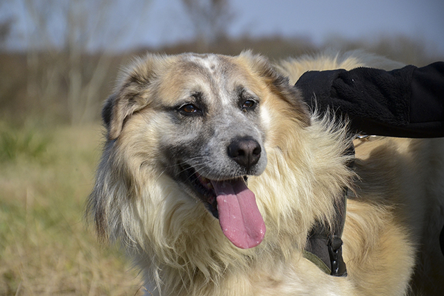 Adopter le chien Falco
