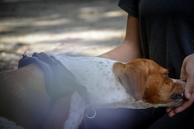NATCHOS - x epagneul breton 5 ans (4 ans de refuge) Spa de Bayonne (64) 2163-3-adopter-un-chien-natchos