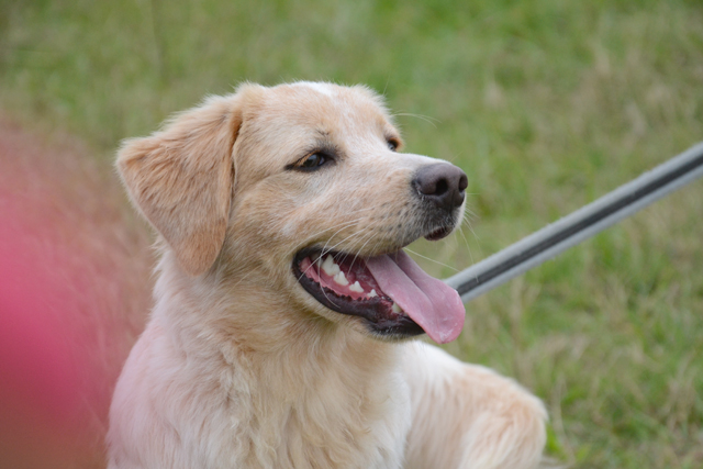 Adopter le chien Nasko