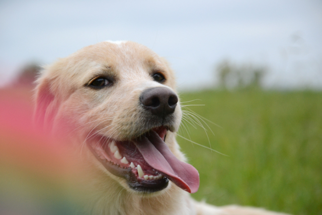 Adopter le chien Nasko