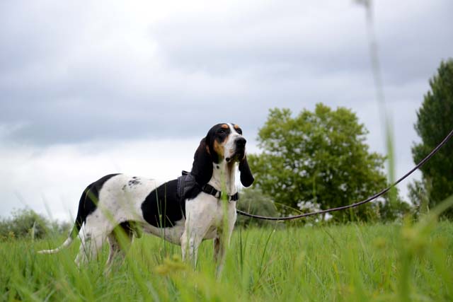 PICSOU - courant 6 ans (4 ans de refuge) Spa de Bayonne (64) 2175-2-adopter-un-chien-picsou