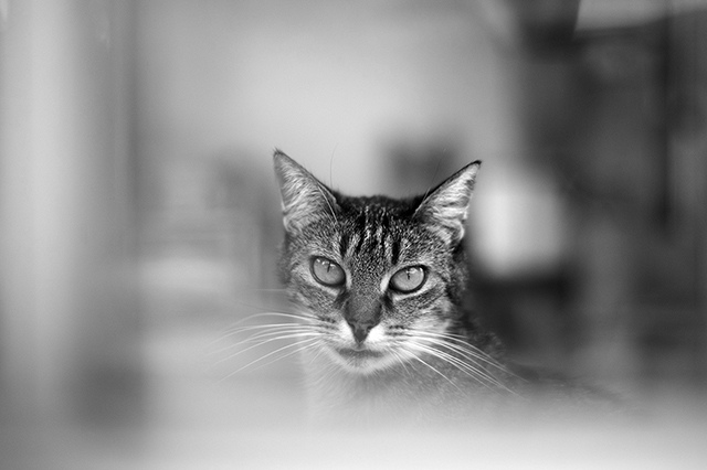 Ronnie