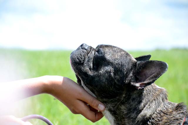 Adopter le chien Kawa Adopter le chien Kawa
