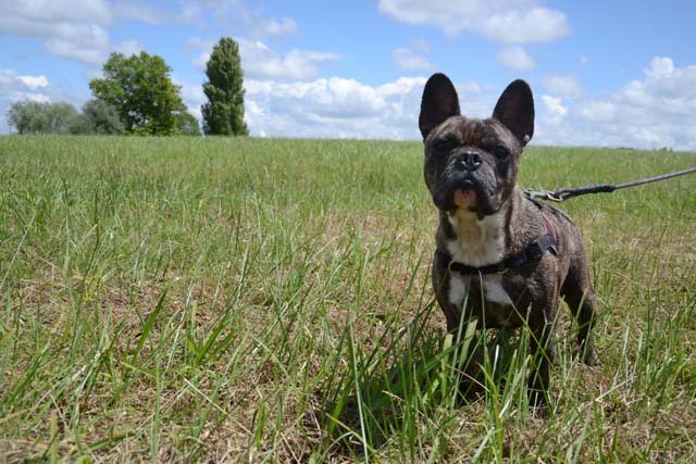 Adopter le chien Kawa Adopter le chien Kawa