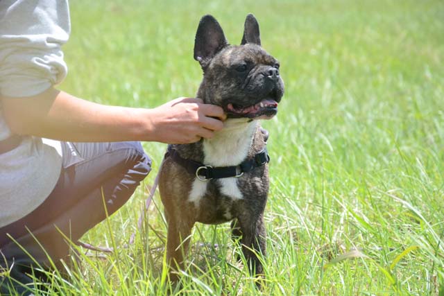 Adopter le chien Kawa Adopter le chien Kawa
