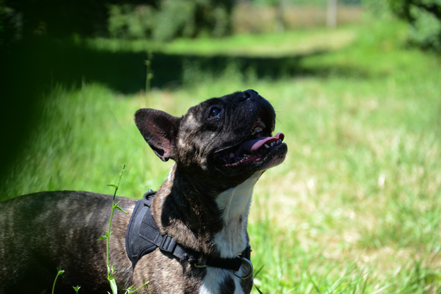 Adopter le chien Kawa Adopter le chien Kawa