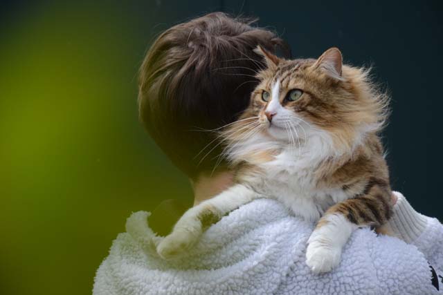 Adopter Le Chat Siberio Adopter Le Chat Siberio