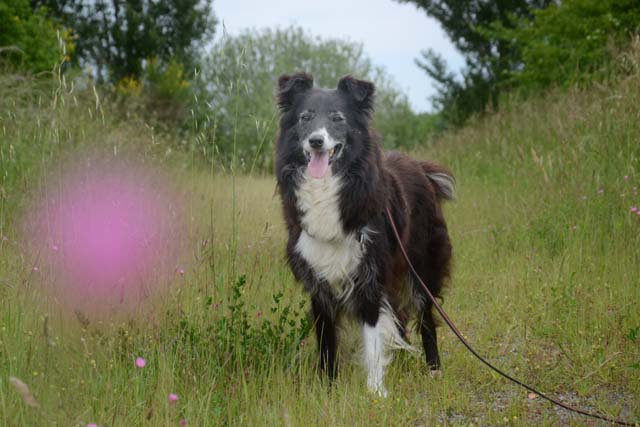 Cheyenne