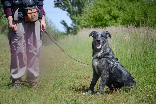 Adopter le chien Aslaug