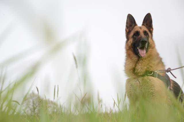 JCAT Type berger allemand 6 ans (dont 4 de refuge) FOURRIERE INTERCOMMUNALE "TXAKURRAK" à BAYONNE (64)                                           2544-1-adopter-un-chien-jcat