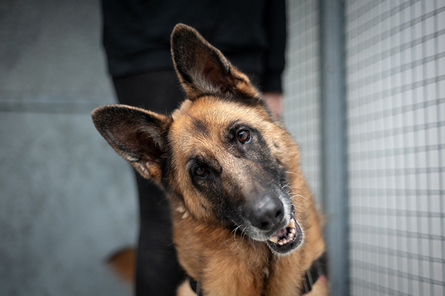 JCAT Type berger allemand 6 ans (dont 4 de refuge) FOURRIERE INTERCOMMUNALE "TXAKURRAK" à BAYONNE (64)                                           2544-1-adopter-un-chien-jcat