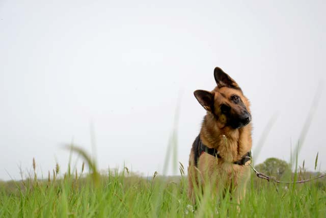 JCAT Type berger allemand 6 ans (dont 4 de refuge) FOURRIERE INTERCOMMUNALE "TXAKURRAK" à BAYONNE (64)                                           2544-2-adopter-un-chien-jcat