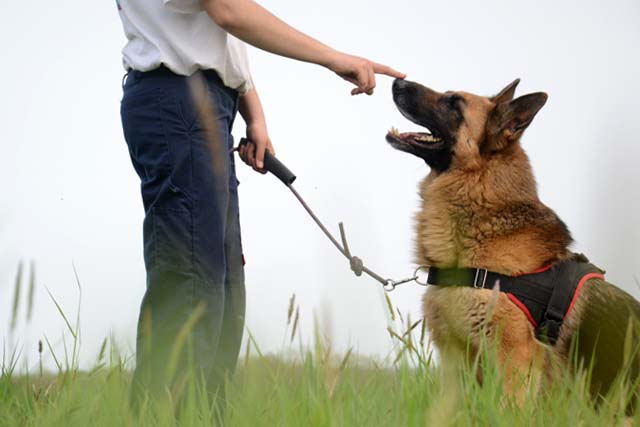 JCAT Type berger allemand 6 ans (dont 4 de refuge) FOURRIERE INTERCOMMUNALE "TXAKURRAK" à BAYONNE (64)                                           2544-3-adopter-un-chien-jcat