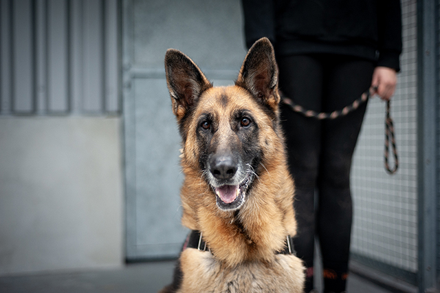 JCAT Type berger allemand 6 ans (dont 4 de refuge) FOURRIERE INTERCOMMUNALE "TXAKURRAK" à BAYONNE (64)                                           2544-3-adopter-un-chien-jcat