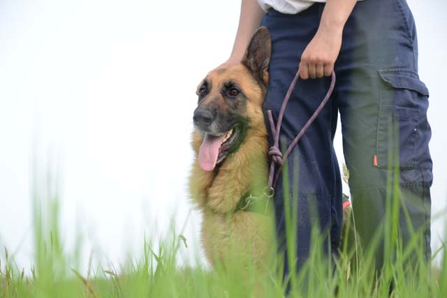 JCAT Type berger allemand 6 ans (dont 4 de refuge) FOURRIERE INTERCOMMUNALE "TXAKURRAK" à BAYONNE (64)                                           2544-4-adopter-un-chien-jcat