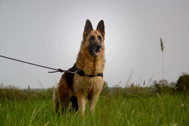 JCAT Type berger allemand 6 ans (dont 4 de refuge) FOURRIERE INTERCOMMUNALE "TXAKURRAK" à BAYONNE (64)                                           - Page 2 2544-5-adopter-un-chien-jcat