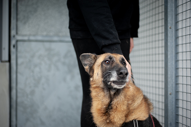 JCAT Type berger allemand 6 ans (dont 4 de refuge) FOURRIERE INTERCOMMUNALE "TXAKURRAK" à BAYONNE (64)                                           - Page 2 2544-5-adopter-un-chien-jcat