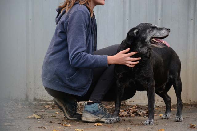 GANDHY - x labrador 11 ans - Refuge de Bayonne (64) 2603-2-adopter-un-chien-gandhy