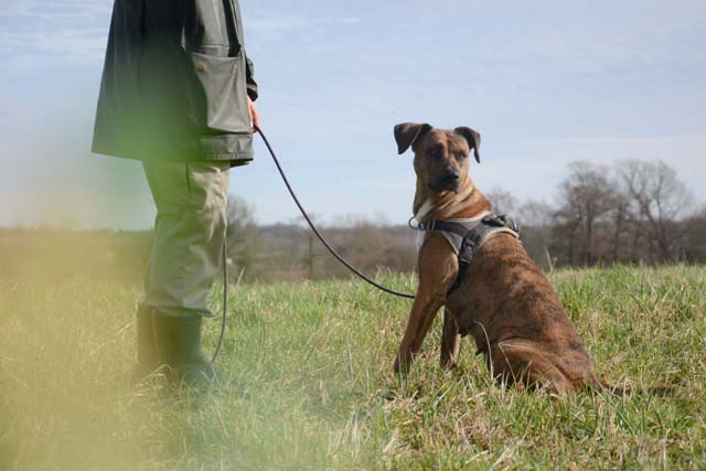 Adopter le chien Naïa