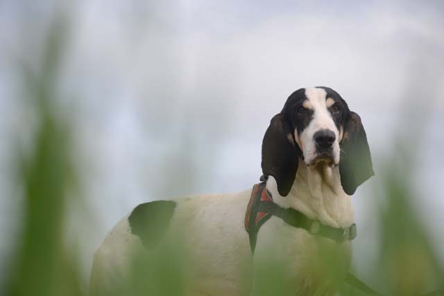 ARCHIMEDE - courant (Gascon ?) 5 ans - Spa de Bayonne (64) 2656-3-adopter-un-chien-archimede