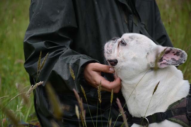 Adopter le chien Hidalgo