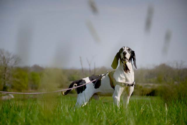 JOYS - courant 10 ans  (retiré pour maltraitance) - Spa de Bayonne (64) 2864-2-adopter-un-chien-joys