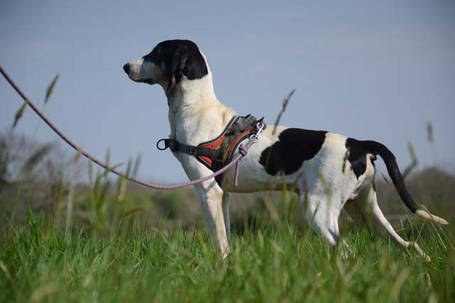 JOYS - courant 10 ans  (retiré pour maltraitance) - Spa de Bayonne (64) 2864-3-adopter-un-chien-joys