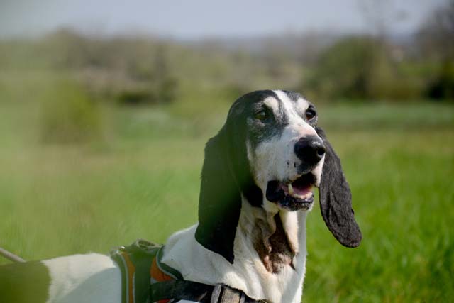 JOYS - courant 10 ans  (retiré pour maltraitance) - Spa de Bayonne (64) 2864-4-adopter-un-chien-joys