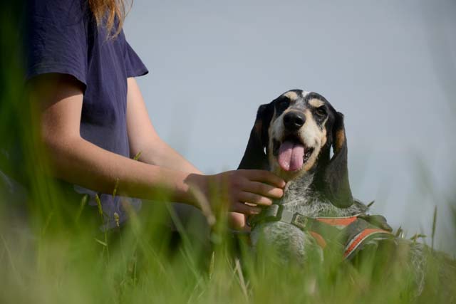 NEIGE - courant 6 ans (retrait maltraitance)  Spa Bayonne (64) 2865-3-adopter-un-chien-neige