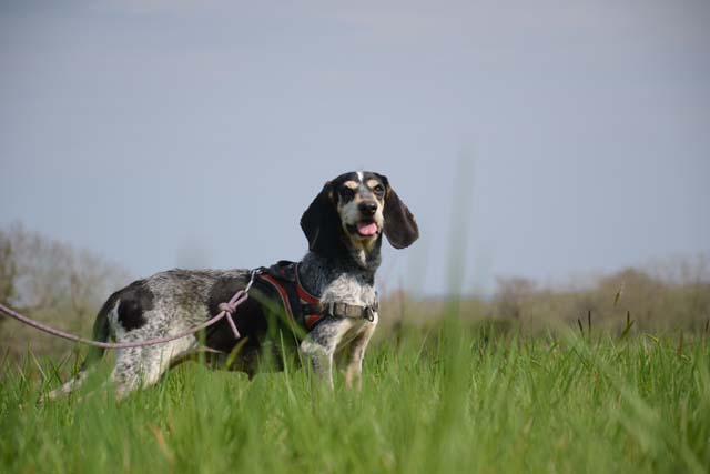 NEIGE - courant 6 ans (retrait maltraitance)  Spa Bayonne (64) 2865-4-adopter-un-chien-neige