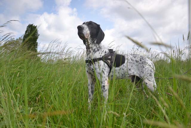 M6 - braque d'auvergne 4 ans - Spa de Bayonne (64) 2890-2-adopter-un-chien-m6