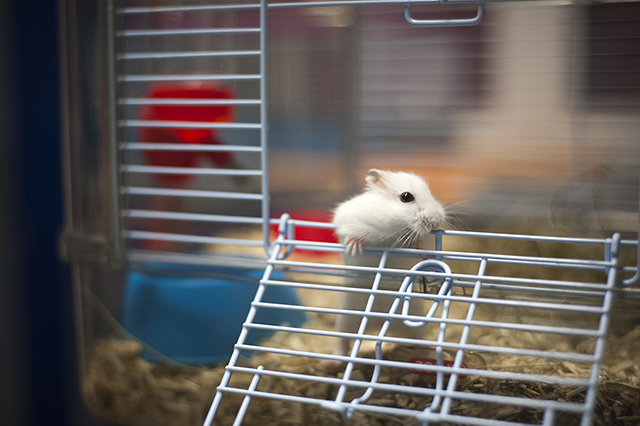 Hamsters hybrides