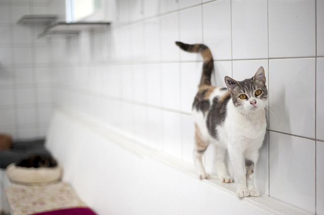 Calico