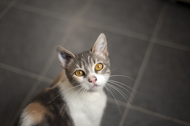 Calico