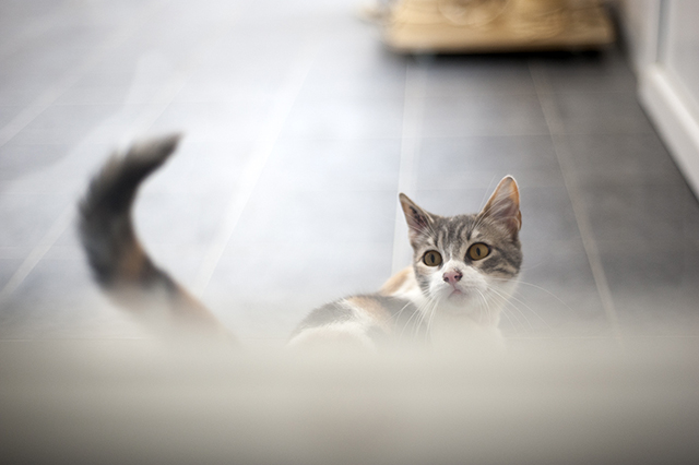 Calico