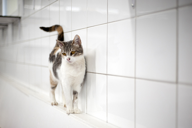Calico