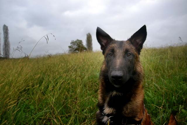 César