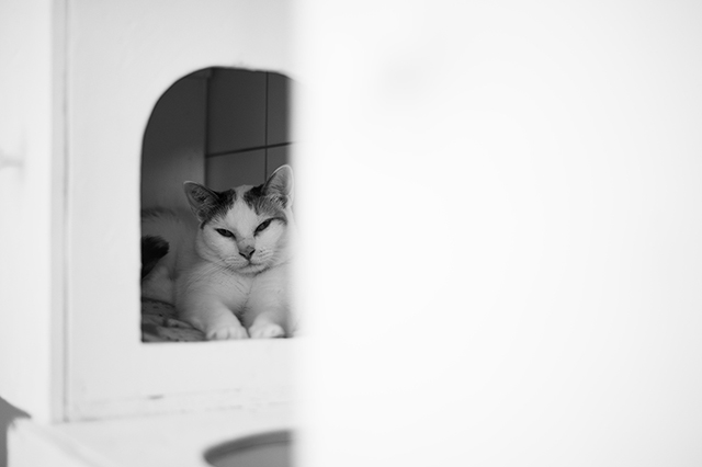 Koko
